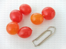 Tom Berry orange et rouge, variétés de tomates miniatures
